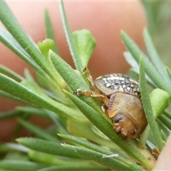 Paropsis pictipennis at Belconnen, ACT - 26 Nov 2024