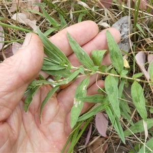 Persicaria prostrata at Belconnen, ACT - 26 Nov 2024 03:30 PM