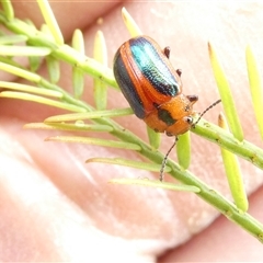 Calomela curtisi (Acacia leaf beetle) at Belconnen, ACT - 26 Nov 2024 by JohnGiacon