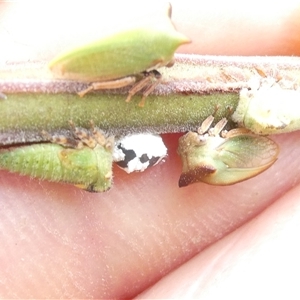 Sextius virescens at Belconnen, ACT - 26 Nov 2024