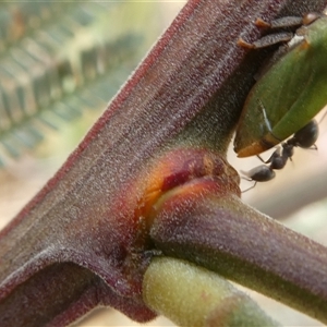 Sextius virescens at Belconnen, ACT - 26 Nov 2024