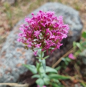 Centranthus ruber at Symonston, ACT - 28 Nov 2024 11:02 AM