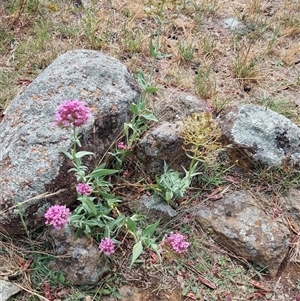 Centranthus ruber at Symonston, ACT - 28 Nov 2024 11:02 AM