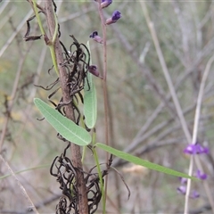 Glycine clandestina at Conder, ACT - 7 Jan 2024