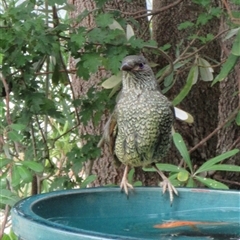 Ptilonorhynchus violaceus (Satin Bowerbird) at Wamboin, NSW - 27 Nov 2024 by Komidar