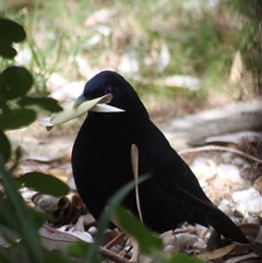 Ptilonorhynchus violaceus at Wamboin, NSW - 28 Nov 2024