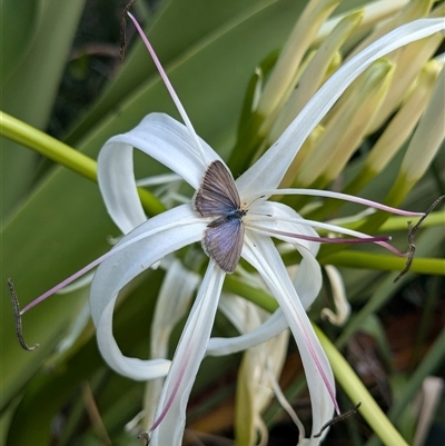 Zizina otis (Common Grass-Blue) at Pretty Beach, NSW - 27 Nov 2024 by jeremyahagan