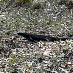 Varanus rosenbergi at Pretty Beach, NSW - 28 Nov 2024 by jeremyahagan