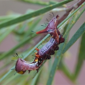 Neola semiaurata (Wattle Notodontid Moth) at Hall, ACT by Anna123