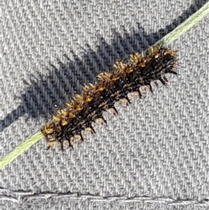 Lepidoptera unclassified IMMATURE moth at Mawson, ACT by Mike