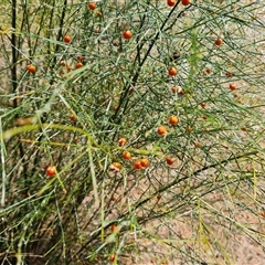 Asparagus officinalis (Asparagus) at Mawson, ACT - 28 Nov 2024 by Mike