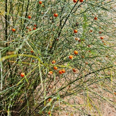 Asparagus officinalis (Asparagus) at Mawson, ACT - 28 Nov 2024 by Mike