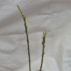 Asparagus officinalis at Mawson, ACT - 29 Nov 2024