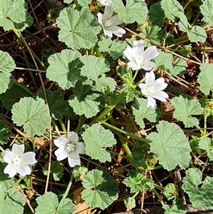 Malva neglecta at Mawson, ACT - 28 Nov 2024 11:28 AM