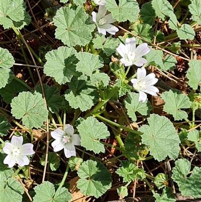 Malva neglecta (Dwarf Mallow) at Mawson, ACT - 28 Nov 2024 by Mike