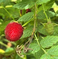 Rubus rosifolius (Rose-leaf Bramble) at Twelve Mile Peg, NSW - 27 Nov 2024 by lbradley