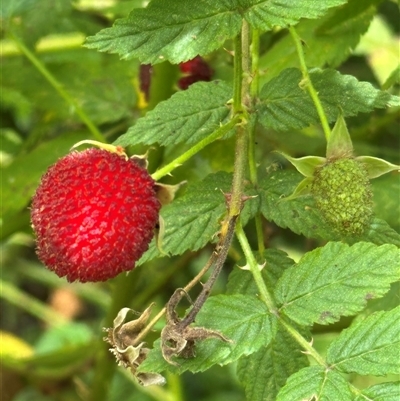 Rubus rosifolius (Rose-leaf Bramble) at Twelve Mile Peg, NSW - 27 Nov 2024 by lbradley