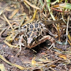 Limnodynastes tasmaniensis (Spotted Grass Frog) at Braidwood, NSW - 28 Nov 2024 by MatthewFrawley