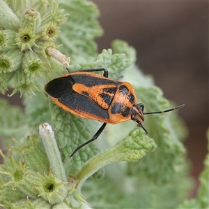 Agonoscelis rutila at Hall, ACT - 28 Nov 2024 09:33 AM