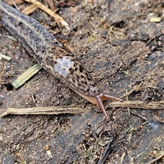 Limax maximus (Leopard Slug, Great Grey Slug) at Braidwood, NSW - 28 Nov 2024 by MatthewFrawley