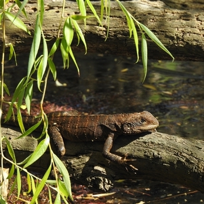 Intellagama lesueurii howittii at Woodlands, NSW - 27 Nov 2024 by GlossyGal