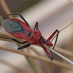 Gminatus australis (Orange assassin bug) at Hall, ACT - 27 Nov 2024 by Anna123