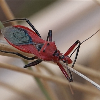 Gminatus australis (Orange assassin bug) at Hall, ACT - 27 Nov 2024 by Anna123