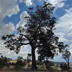 Polytelis swainsonii at Denman Prospect, ACT - suppressed