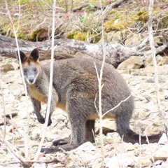 Wallabia bicolor (Swamp Wallaby) at Yarrow, NSW - 27 Nov 2024 by MB