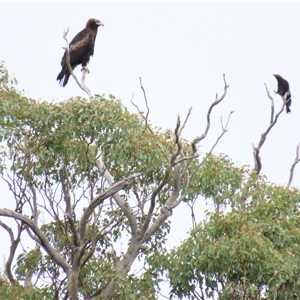 Aquila audax (Wedge-tailed Eagle) at Yarrow, NSW by MB