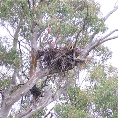 Aquila audax at Yarrow, NSW - 28 Nov 2024