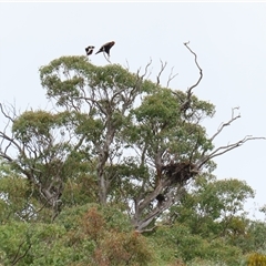 Aquila audax at Yarrow, NSW - 28 Nov 2024 09:34 AM