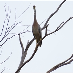 Egretta novaehollandiae (White-faced Heron) at Yarrow, NSW - 28 Nov 2024 by MB