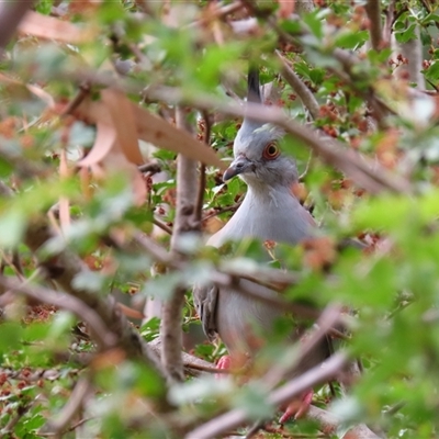 Ocyphaps lophotes (Crested Pigeon) at Richardson, ACT - 26 Nov 2024 by MB