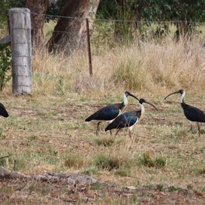 Threskiornis spinicollis at Richardson, ACT - 26 Nov 2024 08:26 AM