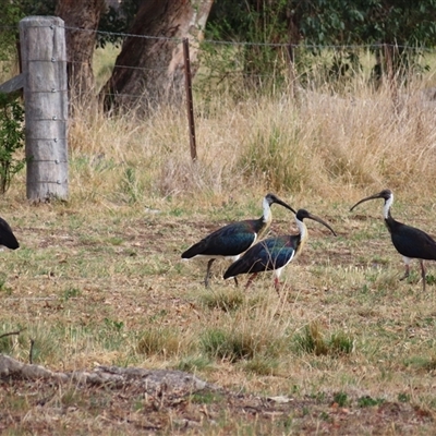 Threskiornis spinicollis (Straw-necked Ibis) at Richardson, ACT - 25 Nov 2024 by MB