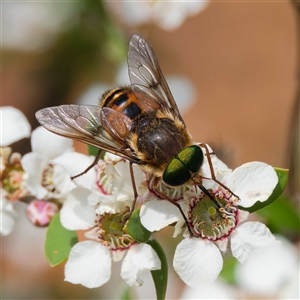 Copidapha maculiventris (March fly) at Uriarra Village, ACT by DPRees125