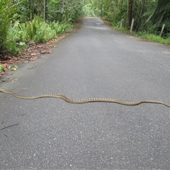 Simalia kinghorni (Australian scrub python, Scrub python, Amethystine python) at Mossman Gorge, QLD - 14 Dec 2018 by JasonPStewartNMsnc2016