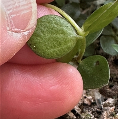 Peperomia tetraphylla (Four-leaved Peperomia) at Twelve Mile Peg, NSW - 27 Nov 2024 by lbradley