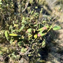 Correa reflexa var. reflexa (Common Correa, Native Fuchsia) at Strathnairn, ACT - 27 Sep 2024 by BenHarvey