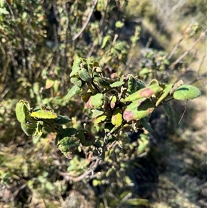 Correa reflexa var. reflexa at Strathnairn, ACT - 27 Sep 2024 09:41 AM