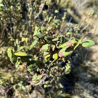 Correa reflexa var. reflexa (Common Correa, Native Fuchsia) at Strathnairn, ACT - 27 Sep 2024 by BenHarvey