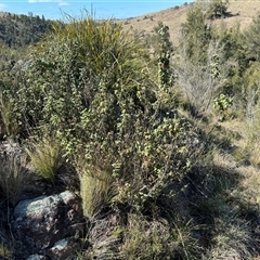 Correa reflexa var. reflexa at Strathnairn, ACT - 27 Sep 2024 09:41 AM