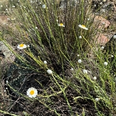 Rhodanthe anthemoides (Chamomile Sunray) at Strathnairn, ACT - 27 Sep 2024 by BenHarvey