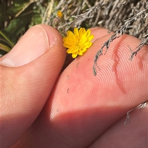 Hypochaeris radicata (Cat's Ear, Flatweed) at Strathnairn, ACT by BenHarvey