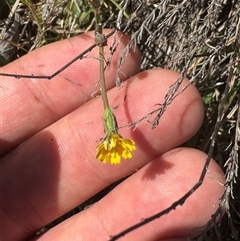 Hypochaeris radicata at Strathnairn, ACT - 27 Sep 2024