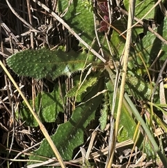 Hypochaeris radicata at Strathnairn, ACT - 27 Sep 2024 11:12 AM