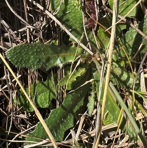 Hypochaeris radicata at Strathnairn, ACT - 27 Sep 2024