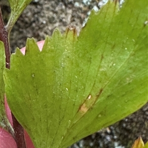 Asplenium polyodon (Willow Spleenwort) at Twelve Mile Peg, NSW by lbradley