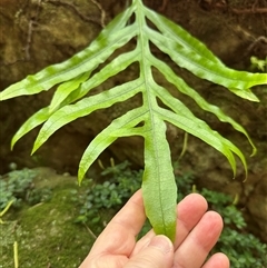 Zealandia pustulata subsp. pustulata (Kangaroo Fern) at Twelve Mile Peg, NSW - 27 Nov 2024 by lbradley